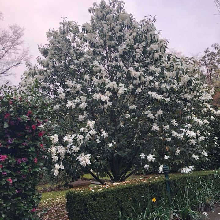 Michelia maudiae 5