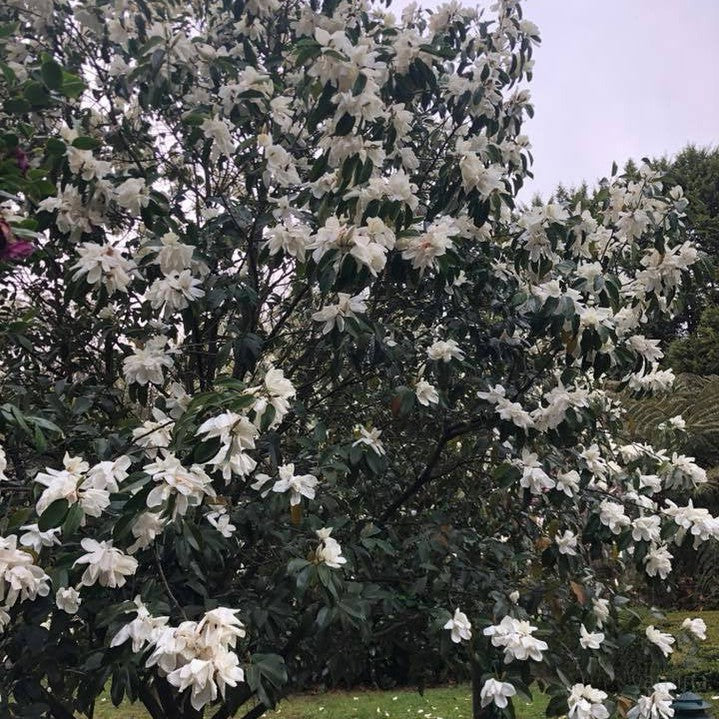 Michelia maudiae 6