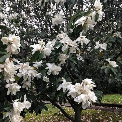 Michelia maudiae 8