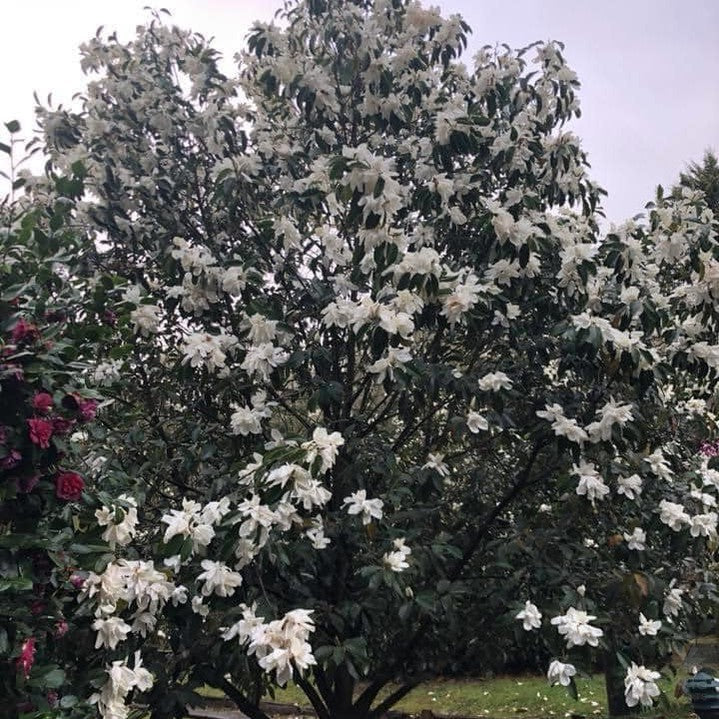 Michelia maudiae 9