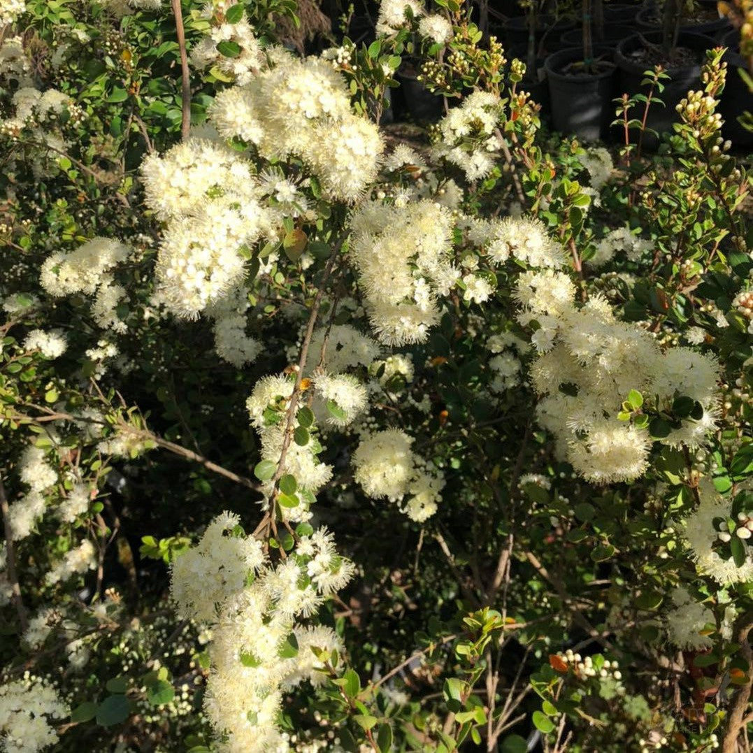 Myrtus communis 1