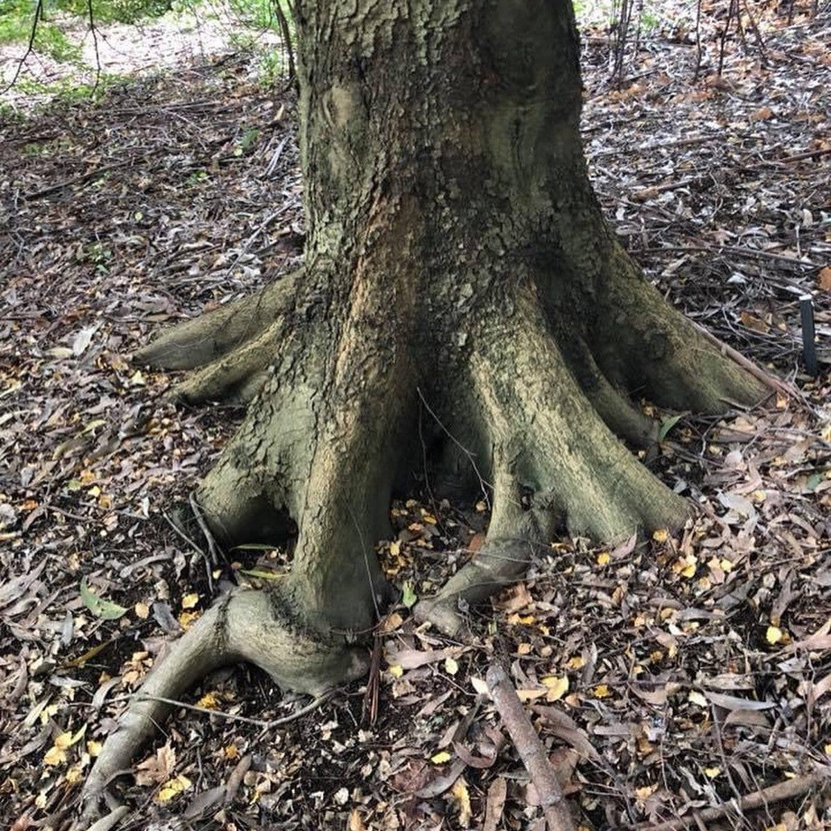 Nothofagus fusca 4