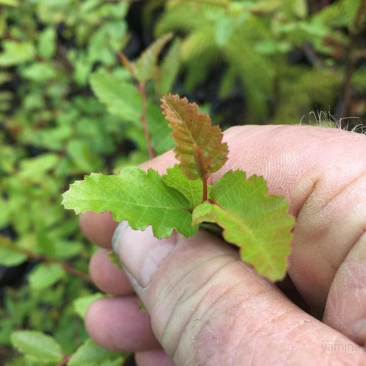 Nothofagus obliqua 1