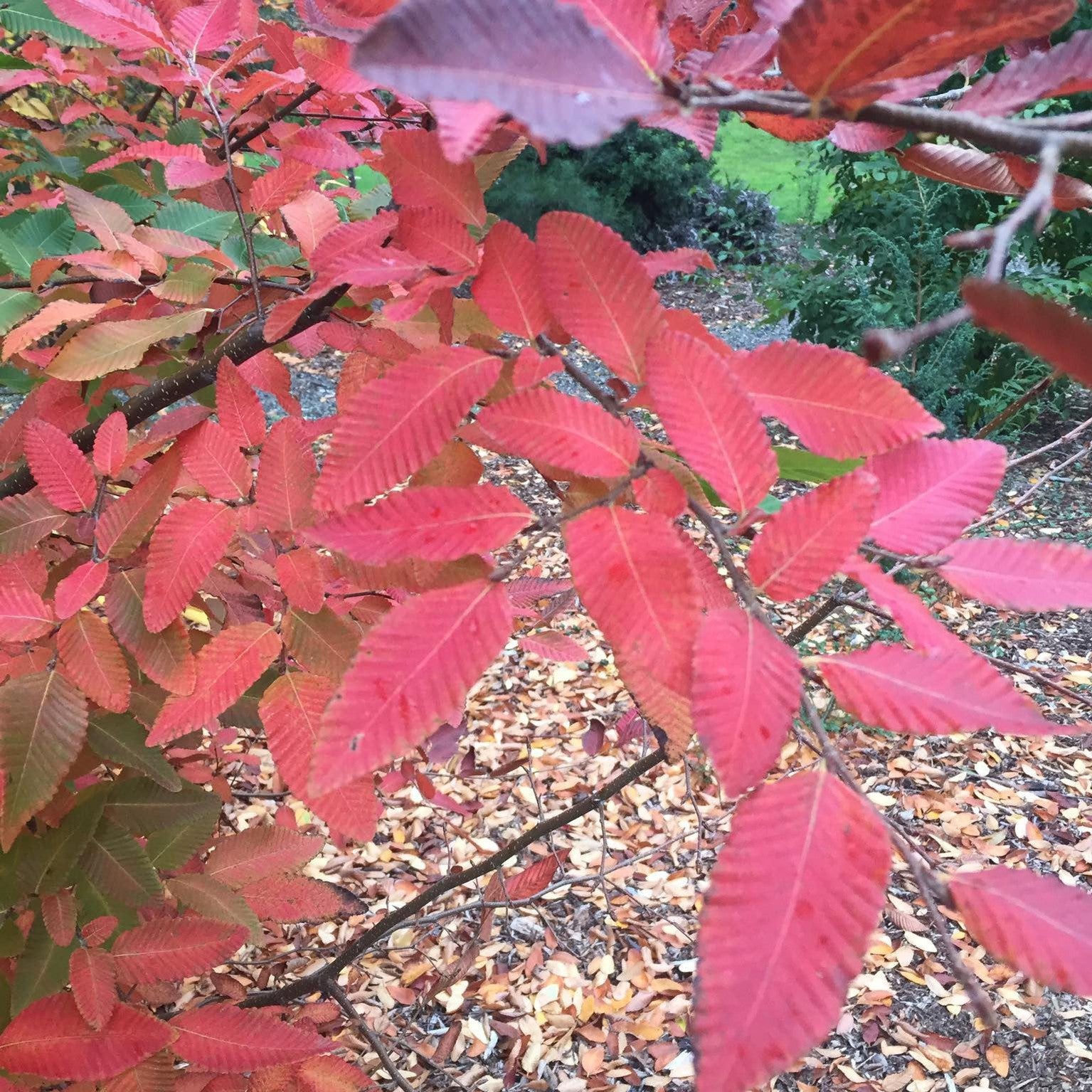 Nothofagus obliqua 3