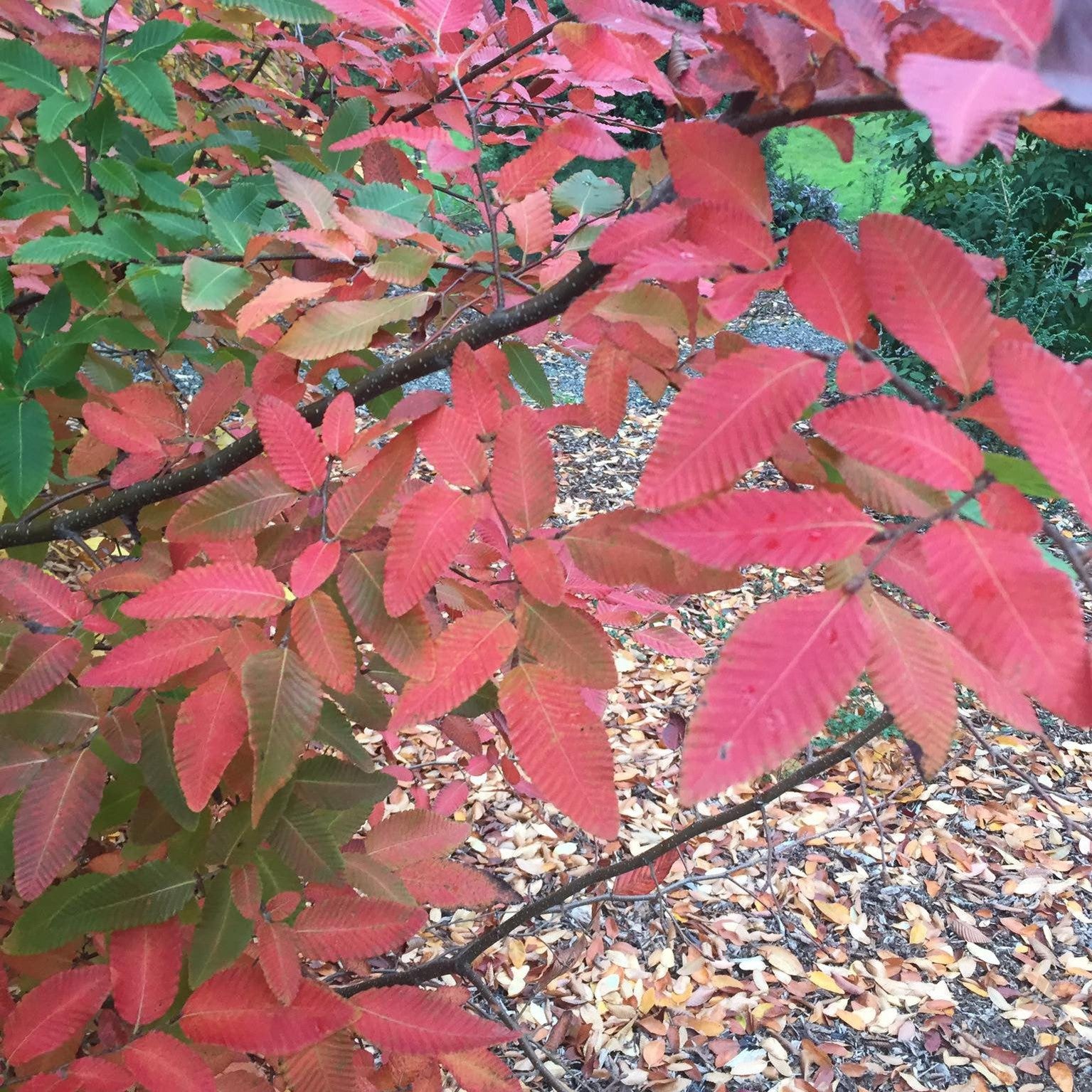 Nothofagus obliqua 6