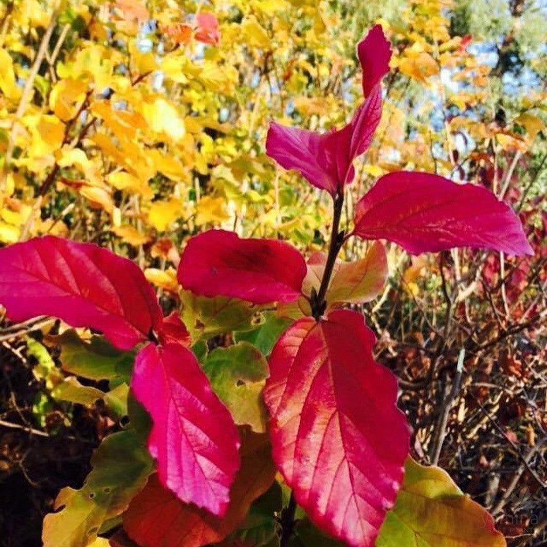 Parrotia persica 2