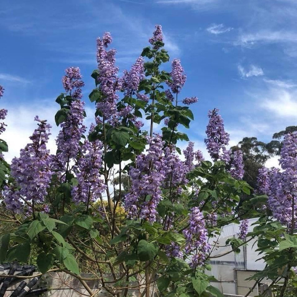 Paulownia Powton 1