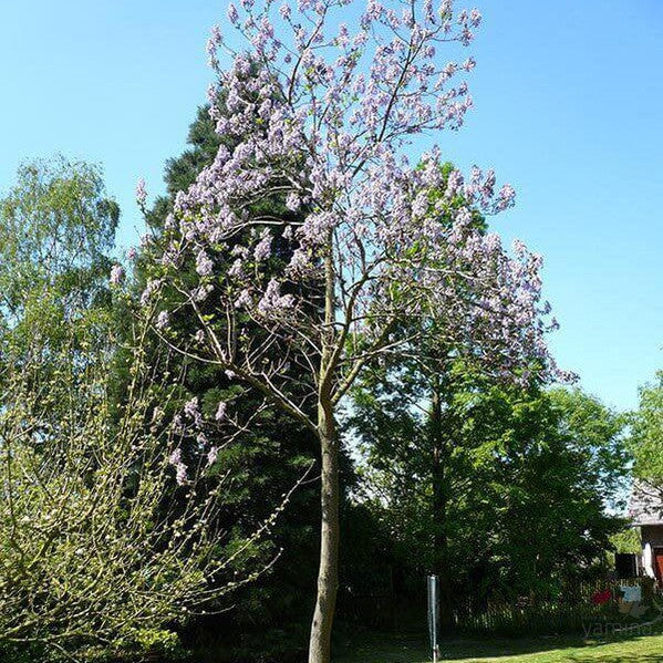 Persicaria virginiana-Yamina Rare Plants