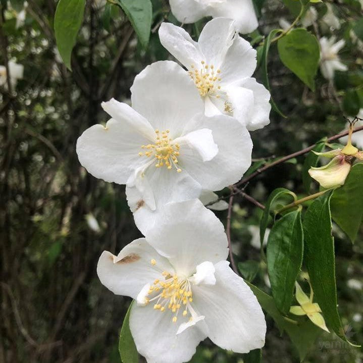 Philadelphus Beauclerk 1