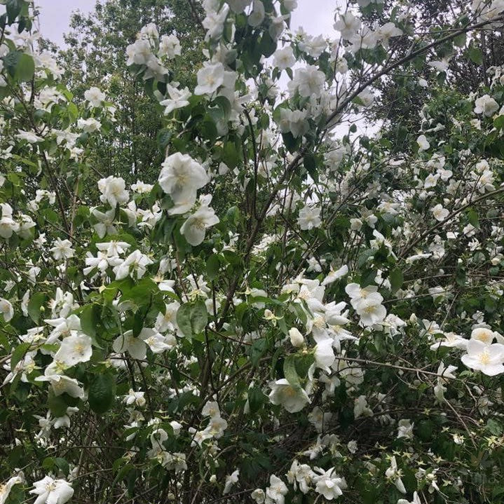 Philadelphus Beauclerk 2