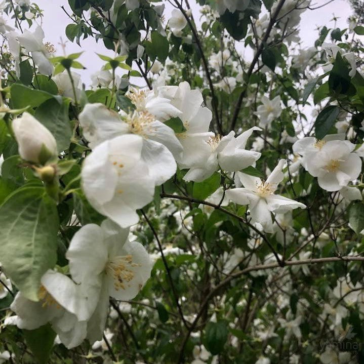 Philadelphus Beauclerk 3