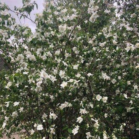 Philadelphus Beauclerk 4