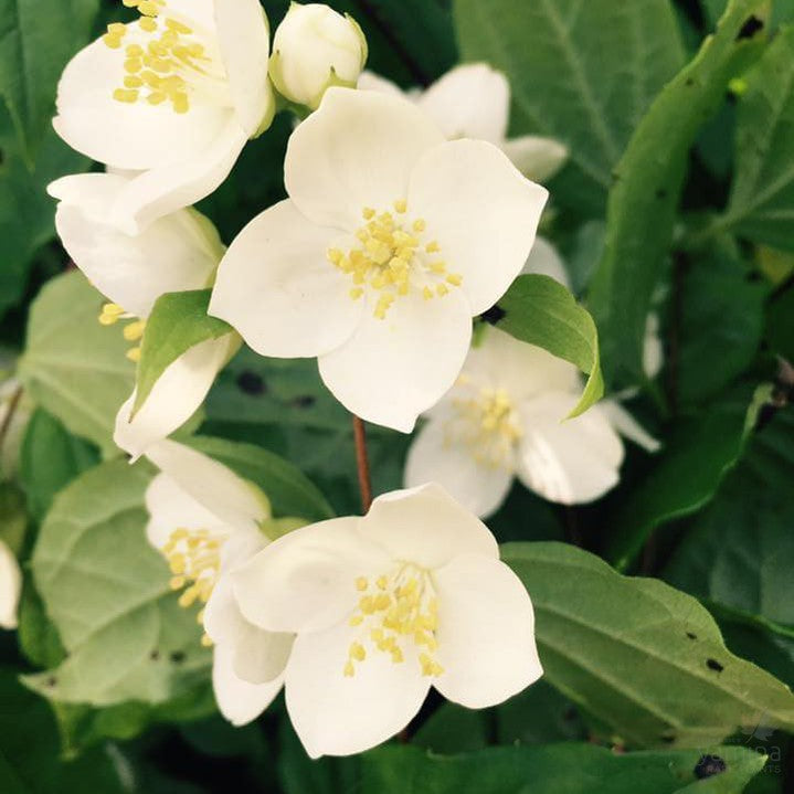 Philadelphus mexicanus