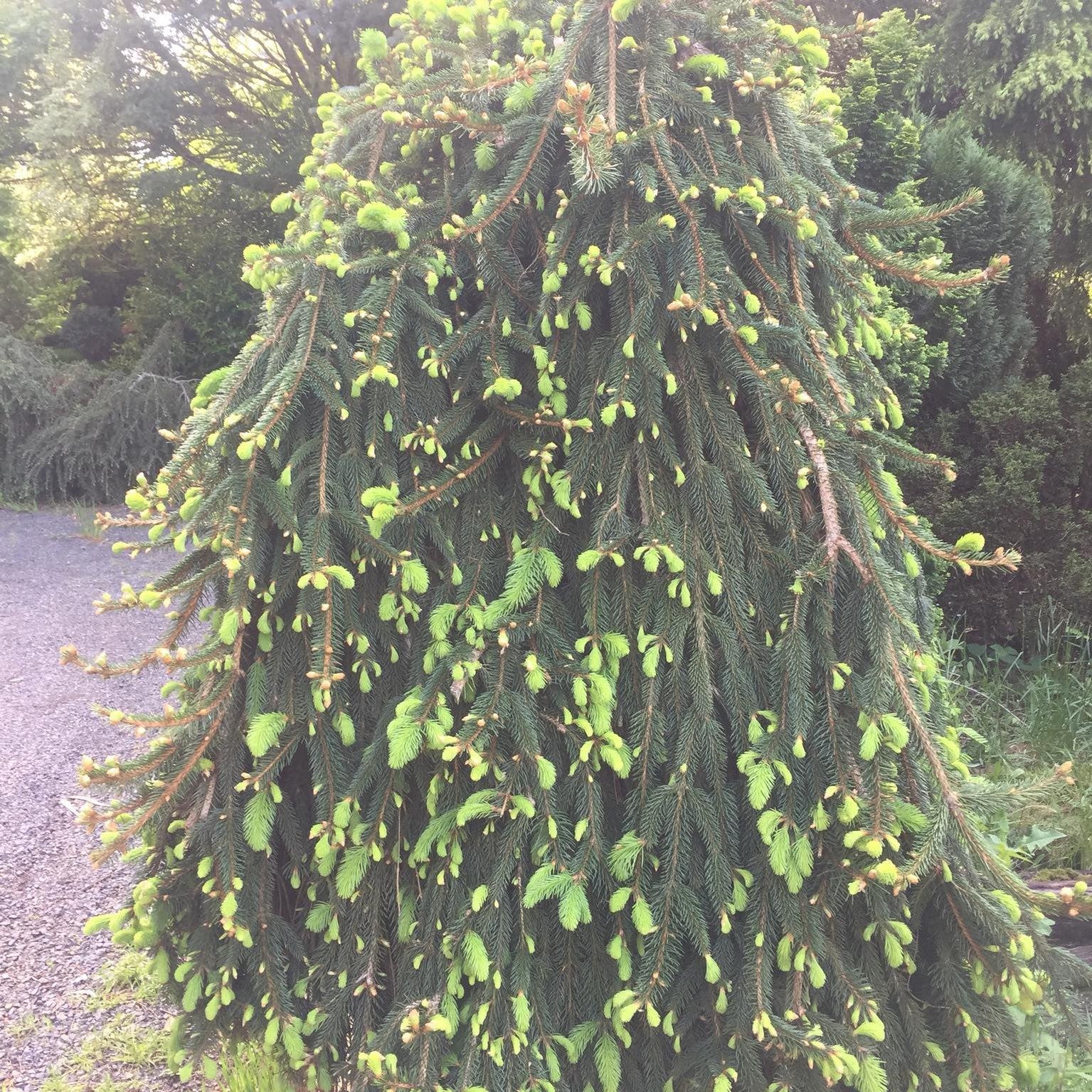 Picea Abies Pendula