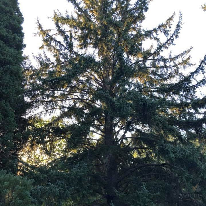 Picea sitchensis 1