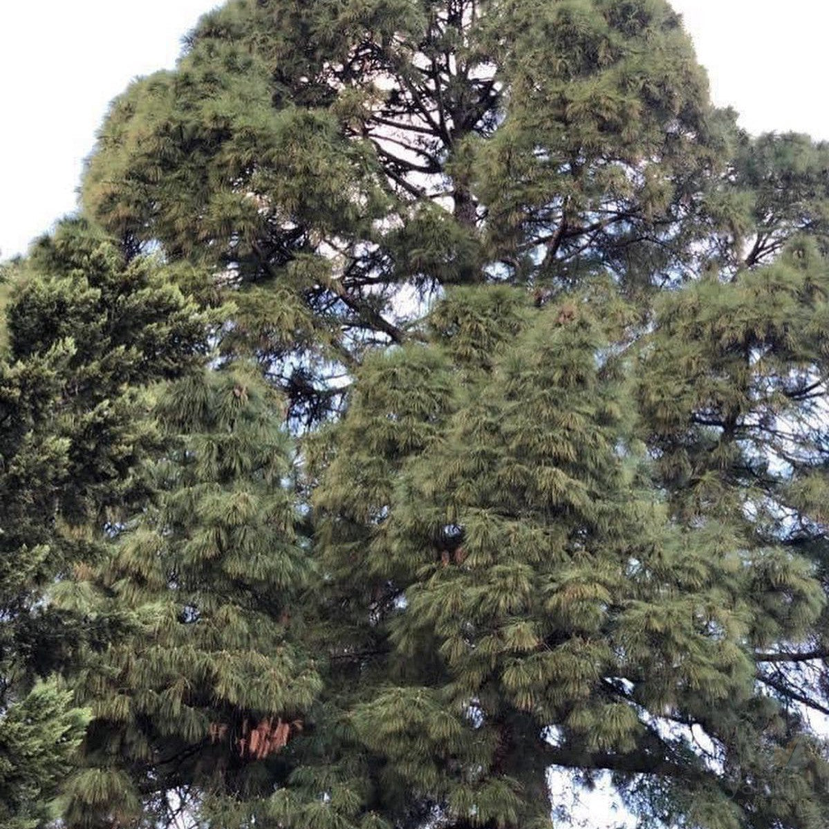 Pinus canariensis 1