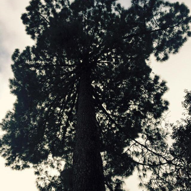 Pinus canariensis 3