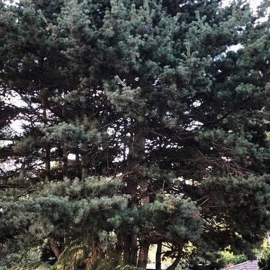 Pinus parvifolia Glauca 1