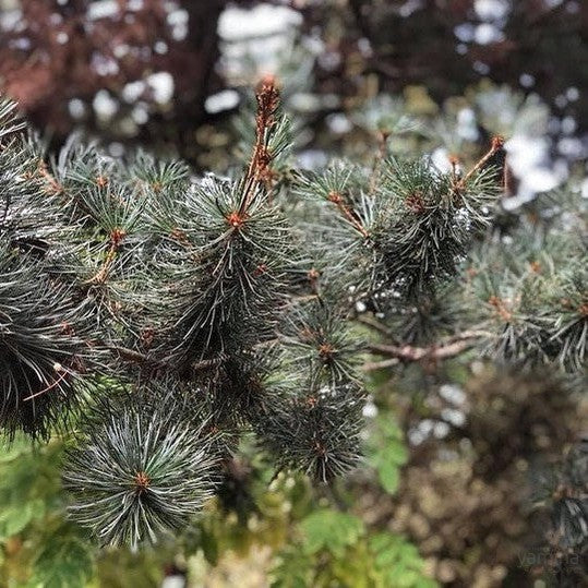 Pinus parvifolia Glauca 2