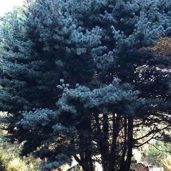 Pinus parvifolia Glauca 3