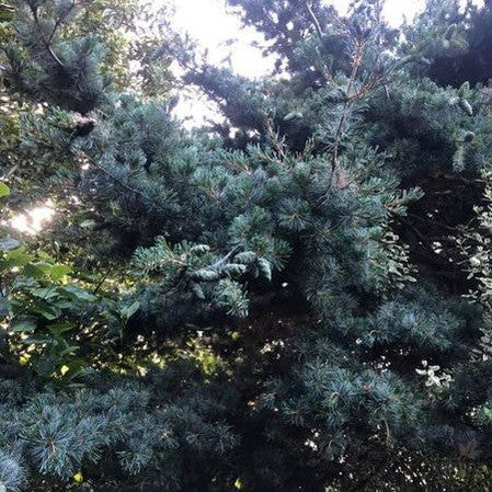 Pinus parvifolia Glauca 4