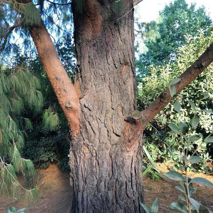 Pinus patula 2