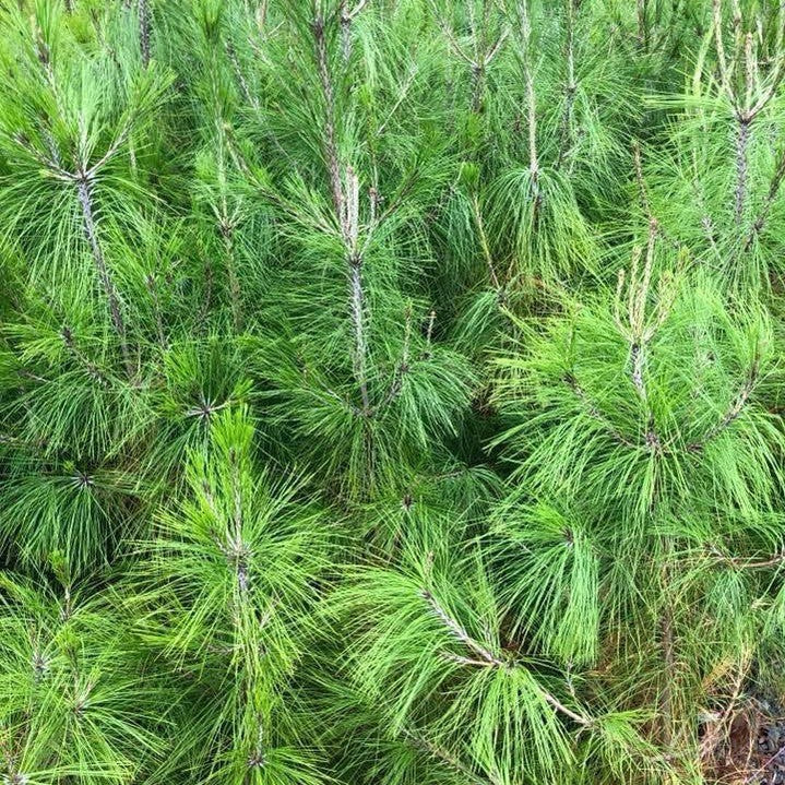 Pinus patula 3