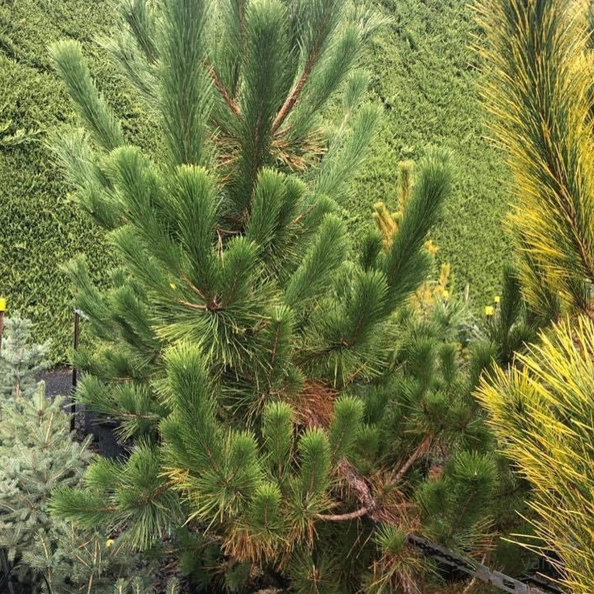 Pinus thunbergii 1