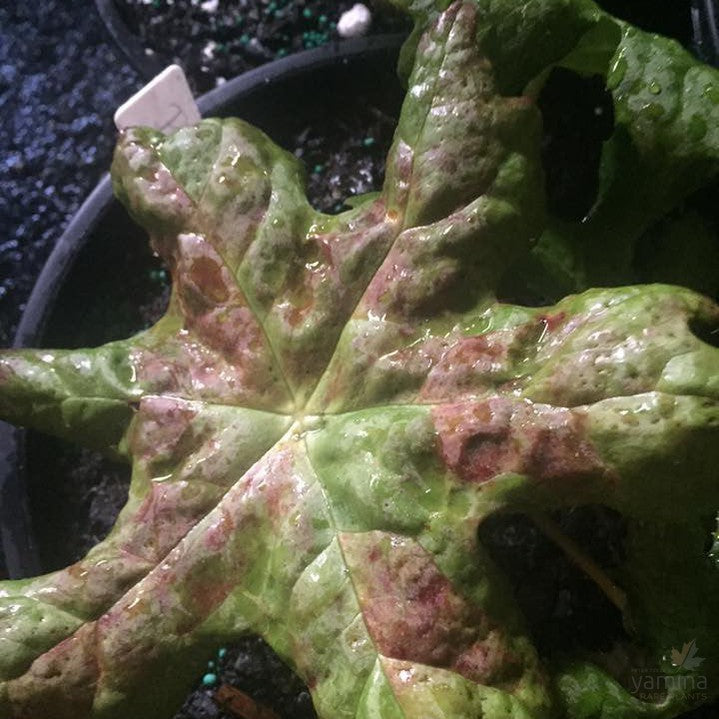 Podophyllum delavayi 1