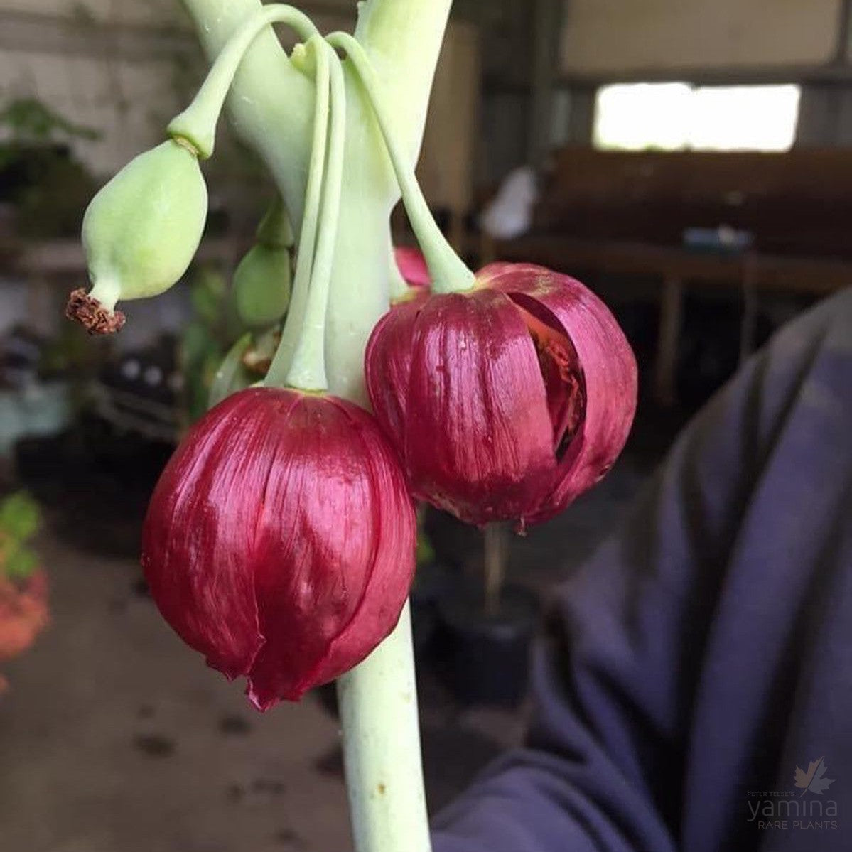 Podophyllum pleianthum 1