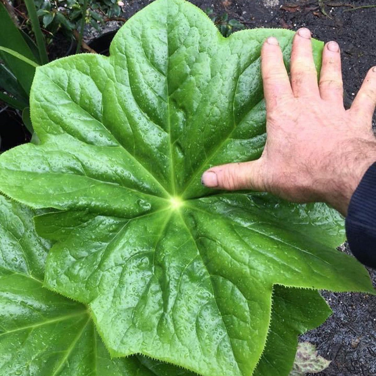 Podophyllum pleianthum 2