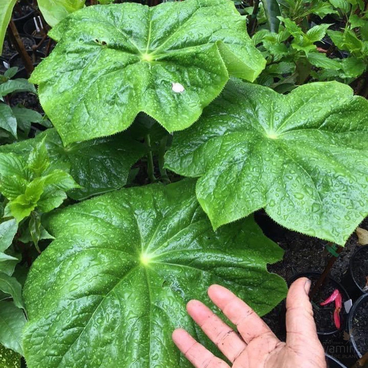 Podophyllum pleianthum 3