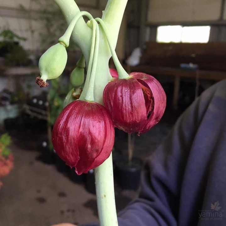 Podophyllum pleianthum 4