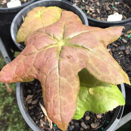 Podophyllum versipelle 1