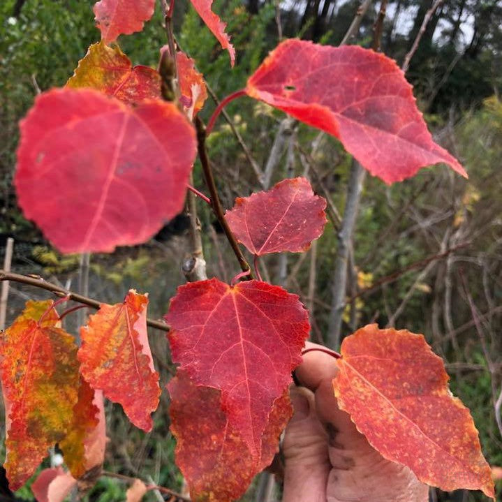 Populus tremuloides 1