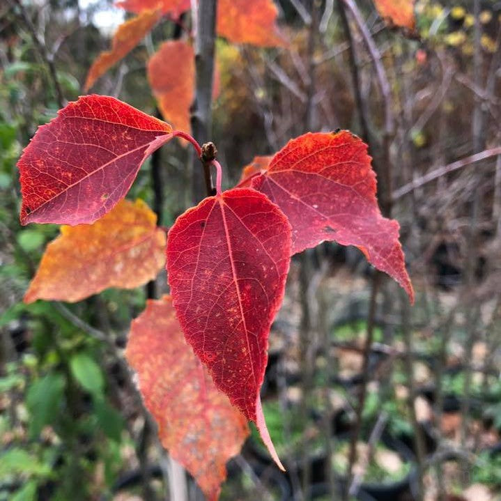 Populus tremuloides 2