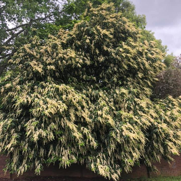 Prunus lusitanica 1