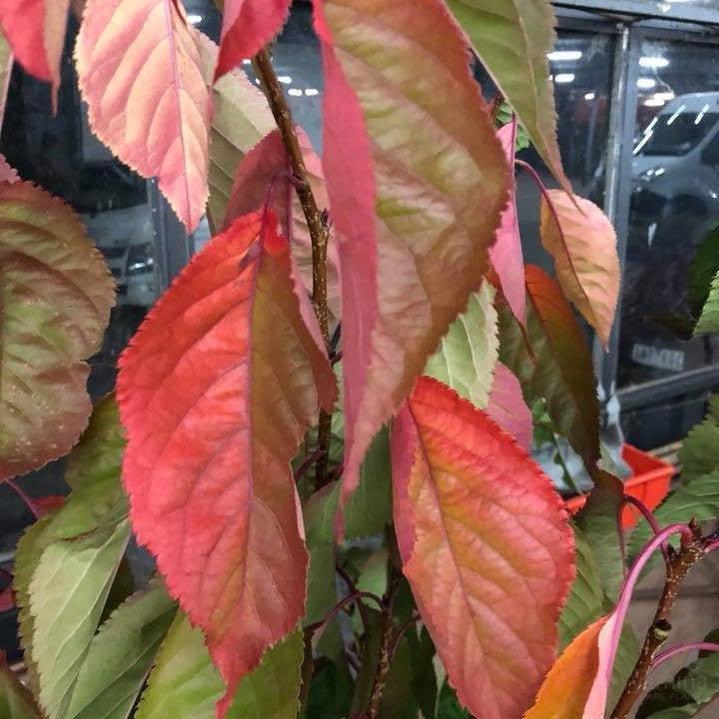 Prunus serrulata Amanogawa 1