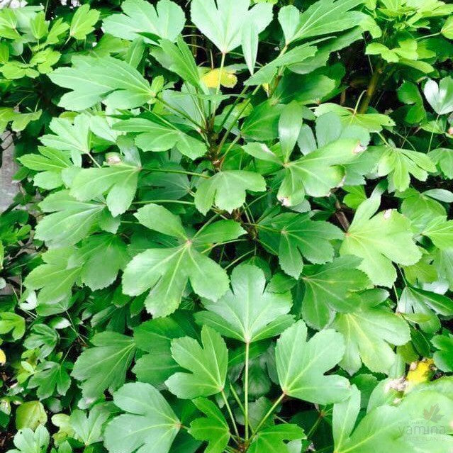 Pseudopanax lessonii Cyril Watson-Yamina Rare Plants