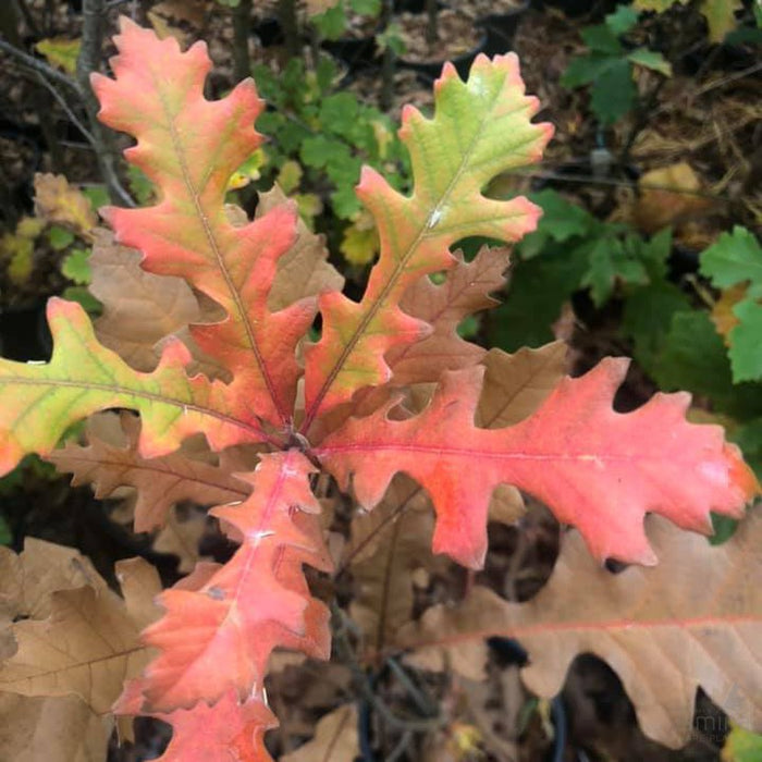 Quercus alba