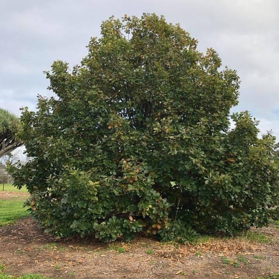 Quercus canariensis 1