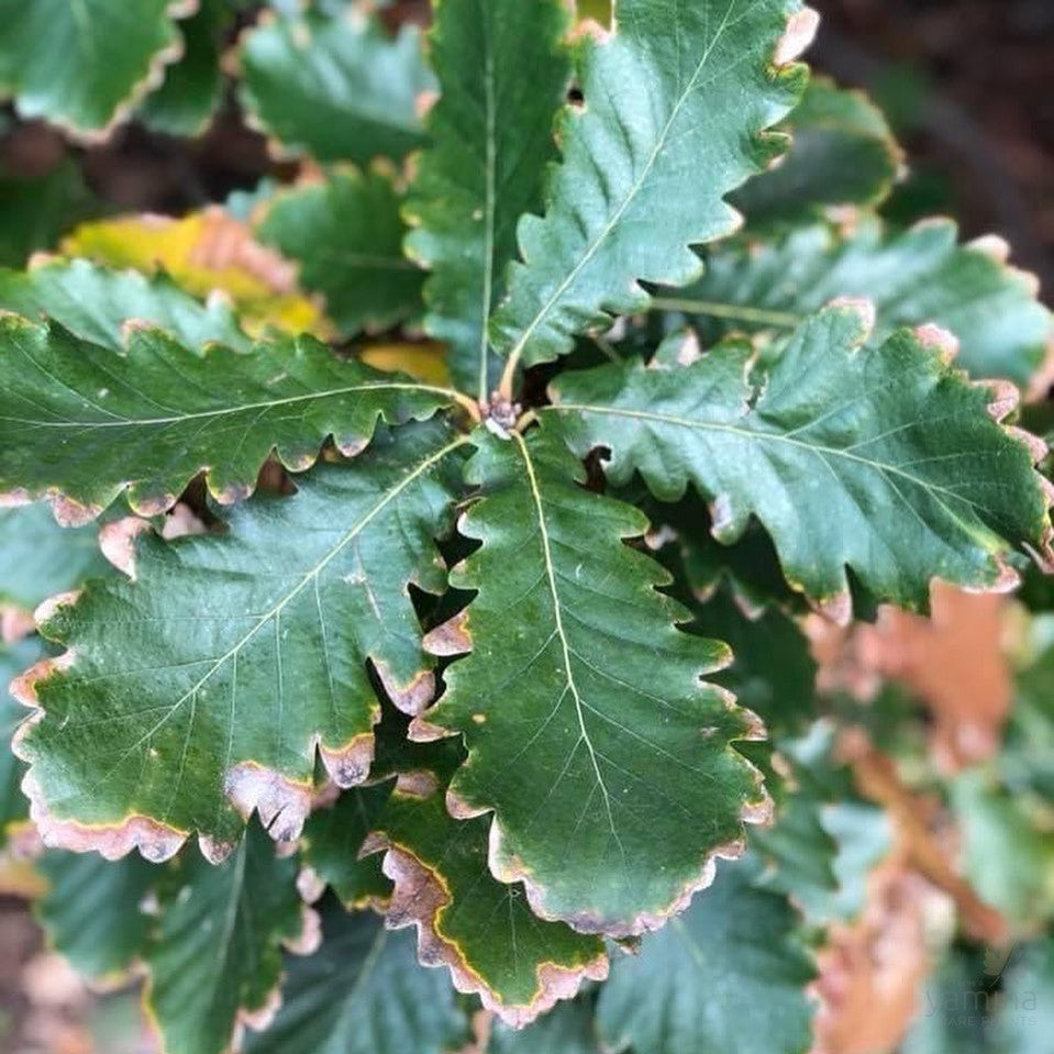 Quercus canariensis 2