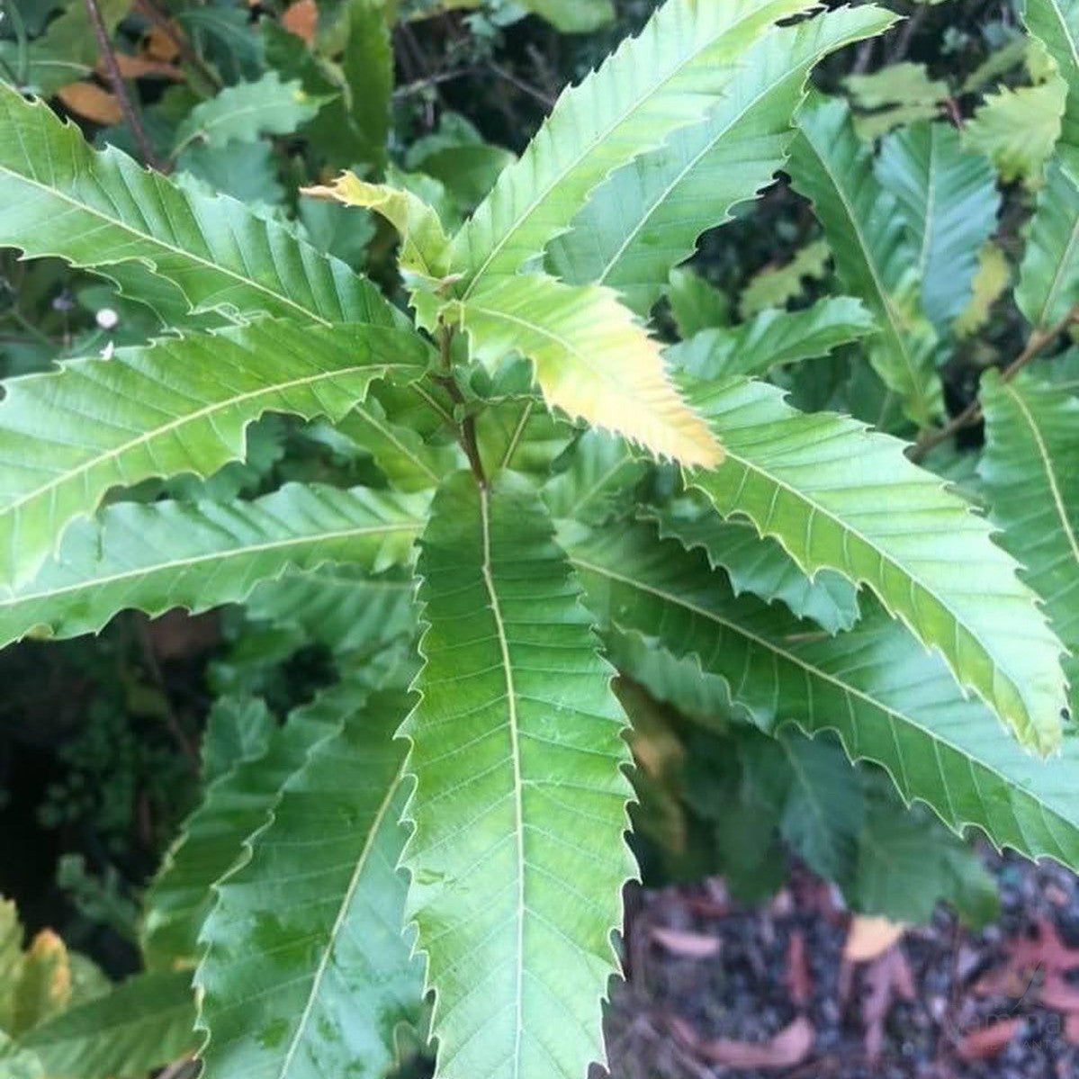 Quercus castaneifolia 1