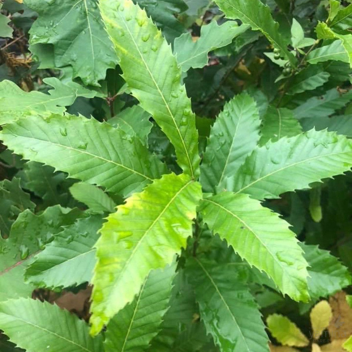 Quercus castaneifolia 2