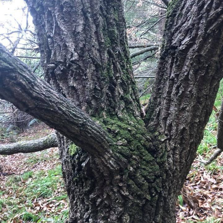 Quercus castaneifolia 4