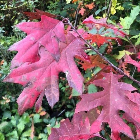 Quercus coccinea 1