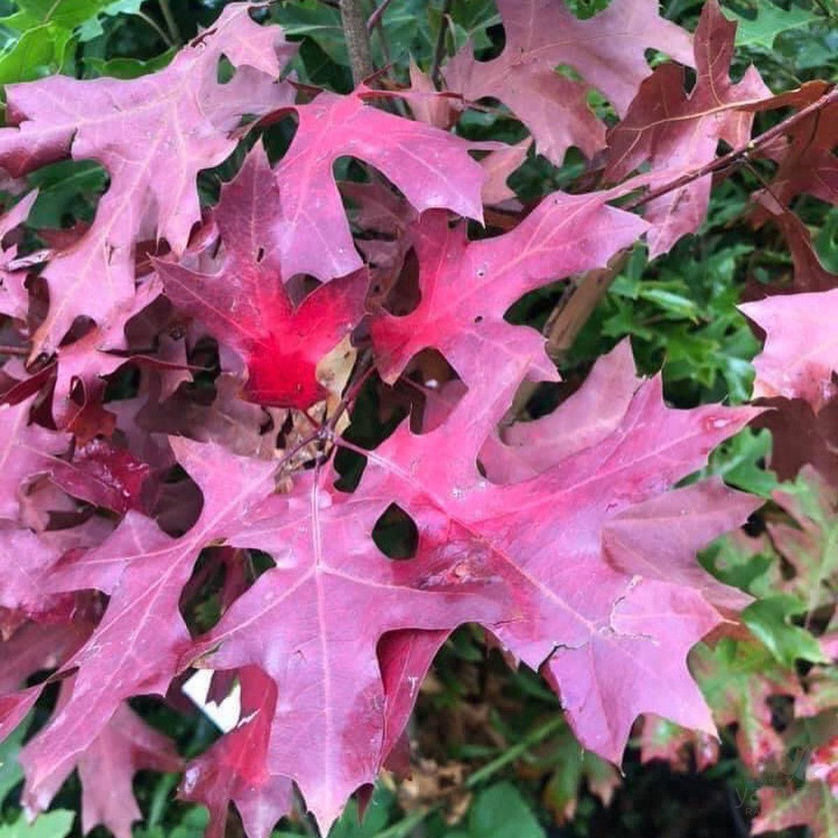 Quercus coccinea 2