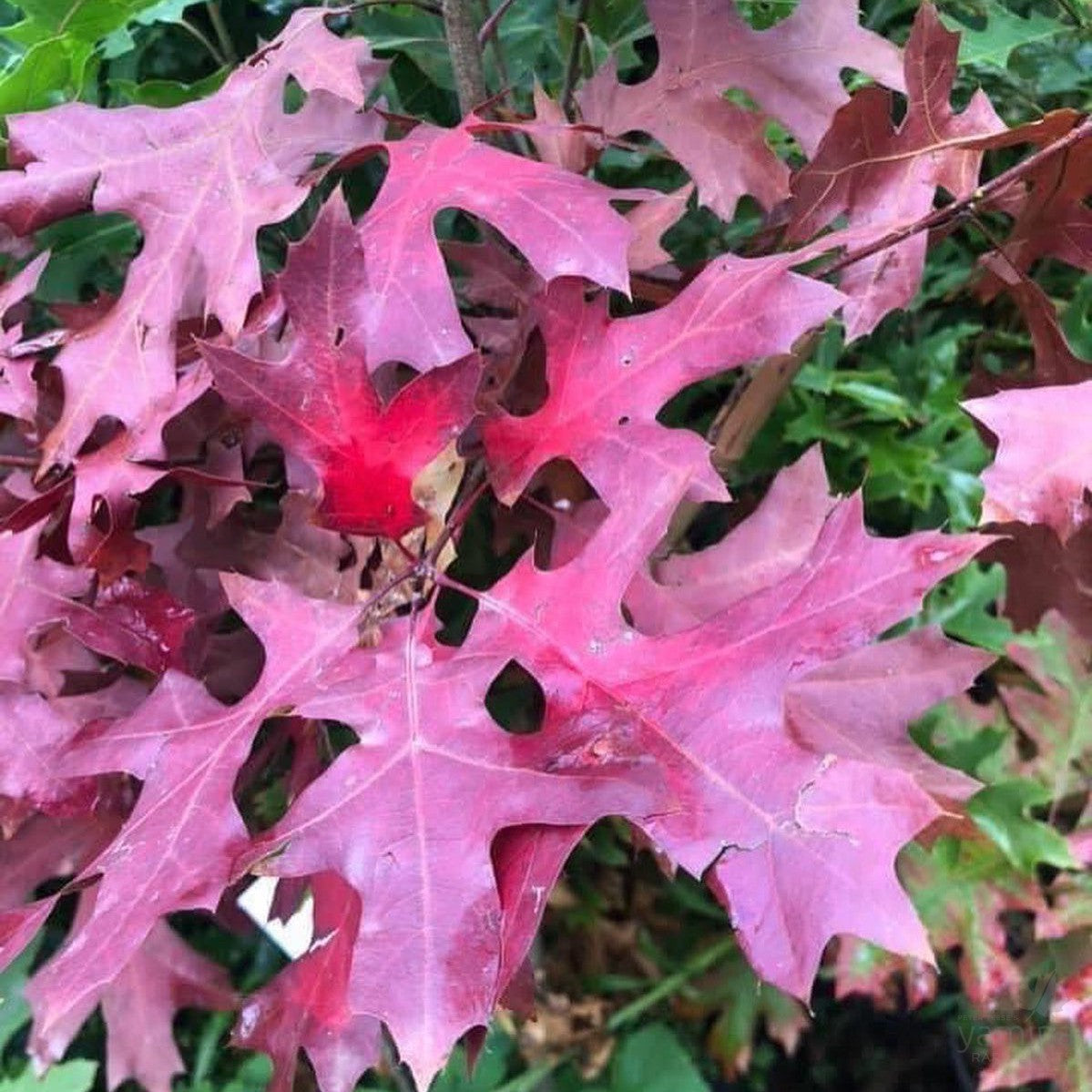 Quercus coccinea 3