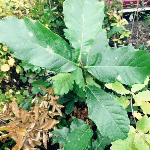 Quercus deserticola 1