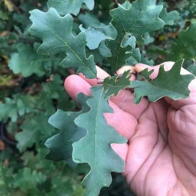 Quercus lobata